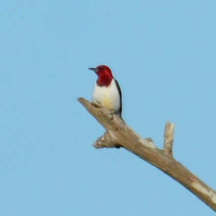 Red-headed Woodpecker - ML616978499