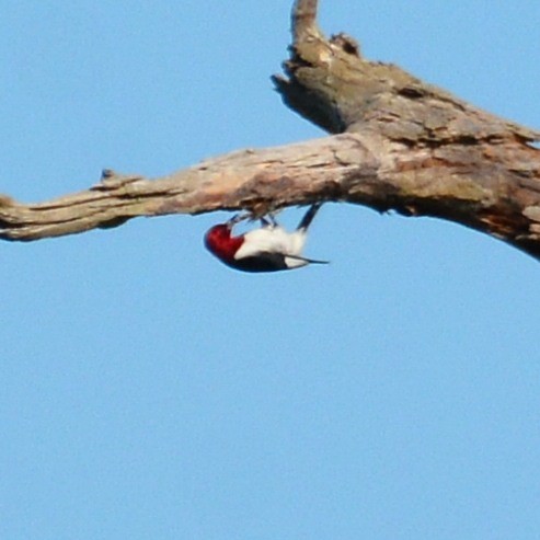 Red-headed Woodpecker - John Whitehead