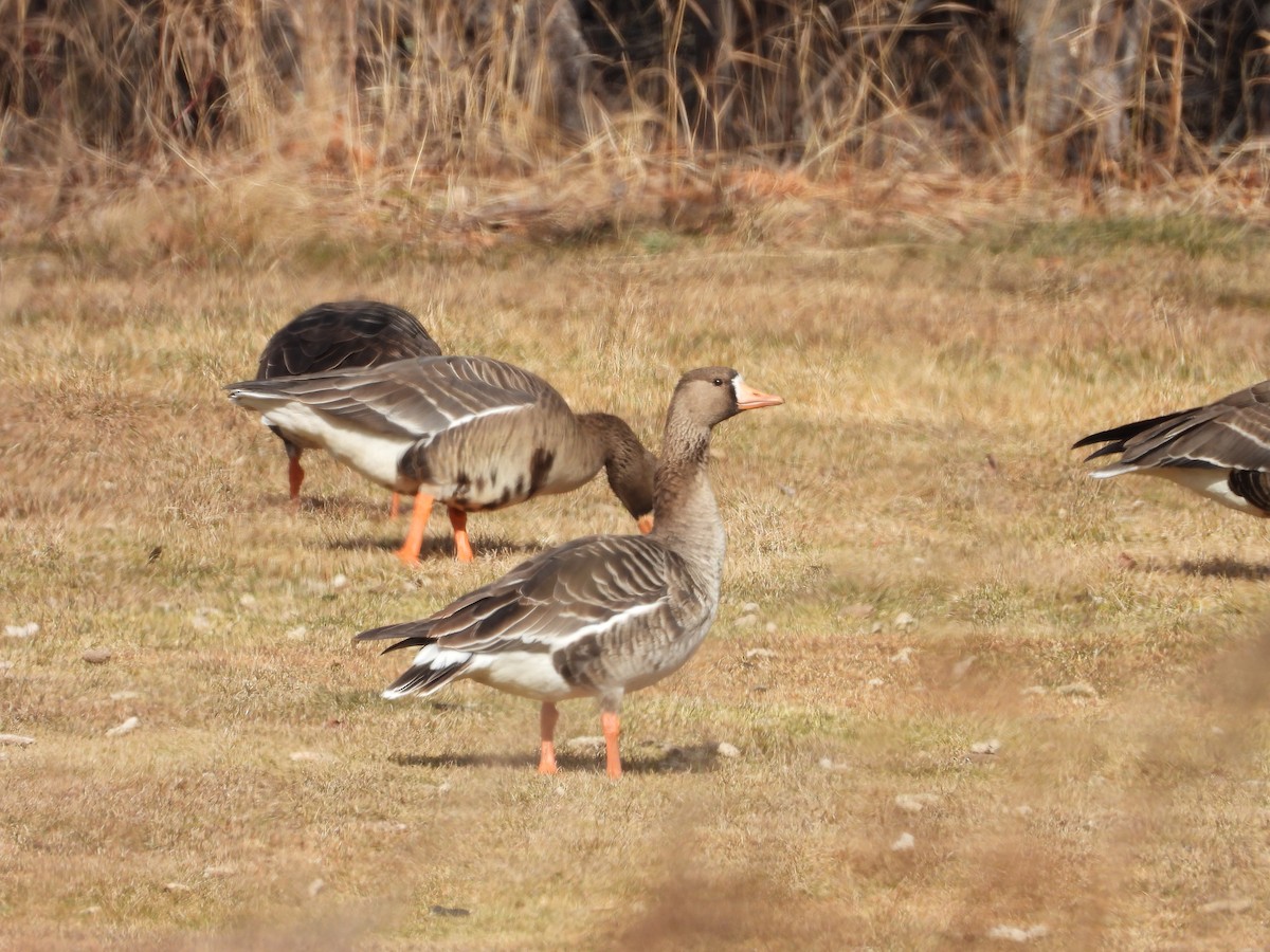 Greater White-fronted Goose - ML616978542