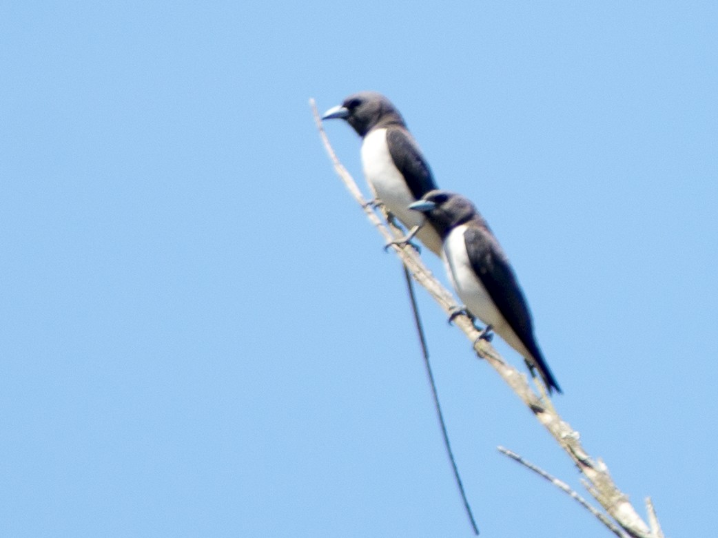 White-breasted Woodswallow - ML616978550