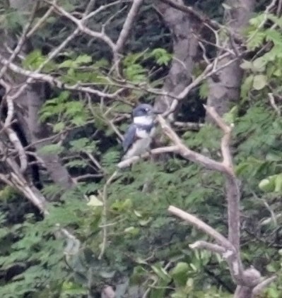 Belted Kingfisher - ML616978555