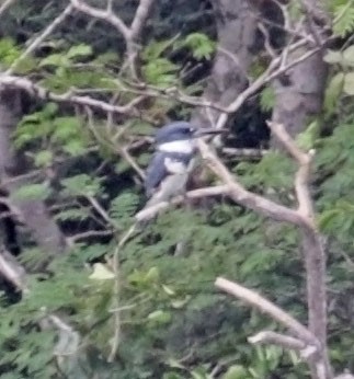 Belted Kingfisher - ML616978665