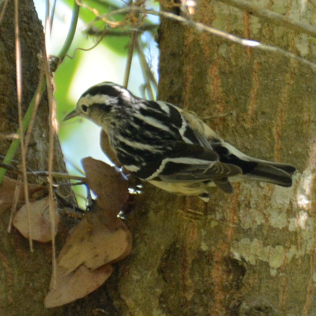 Black-and-white Warbler - ML616978666