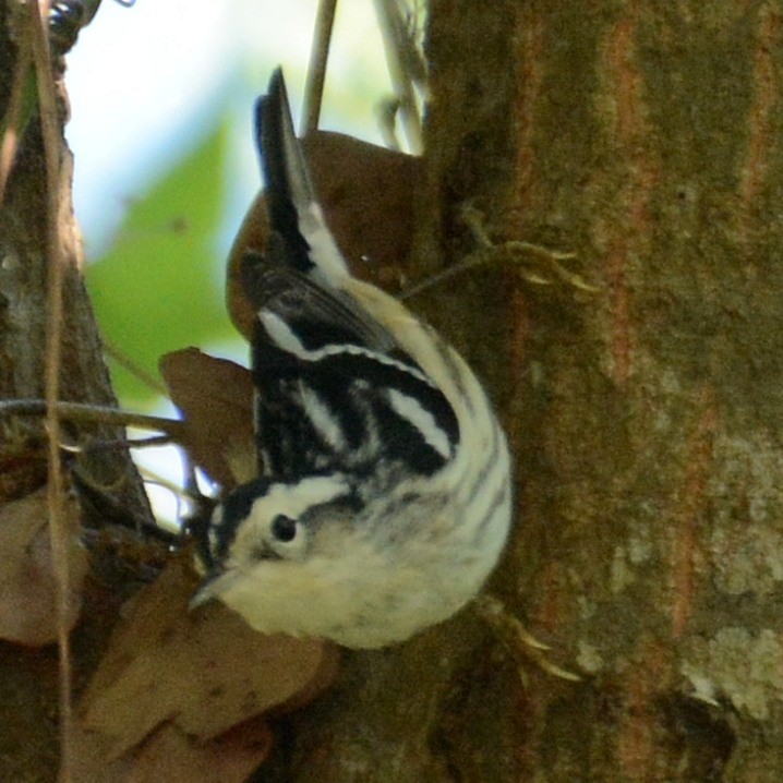 Black-and-white Warbler - ML616978670