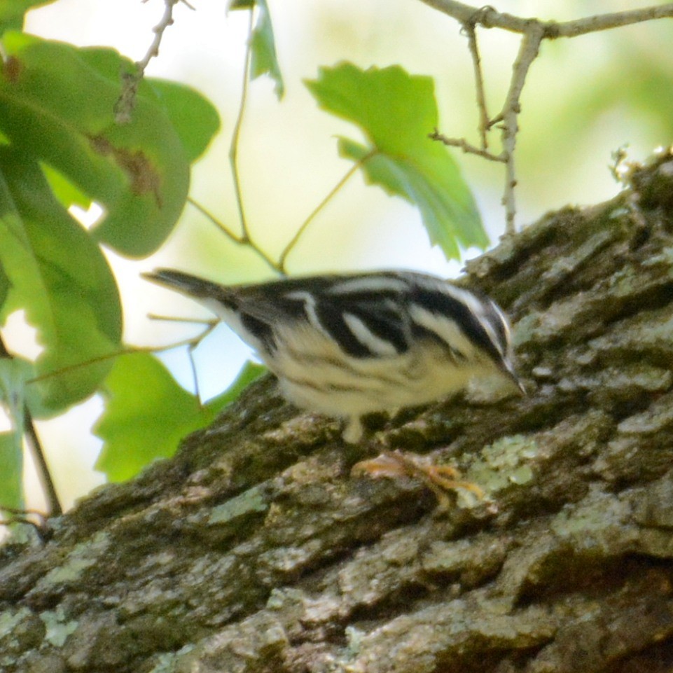 Black-and-white Warbler - ML616978671