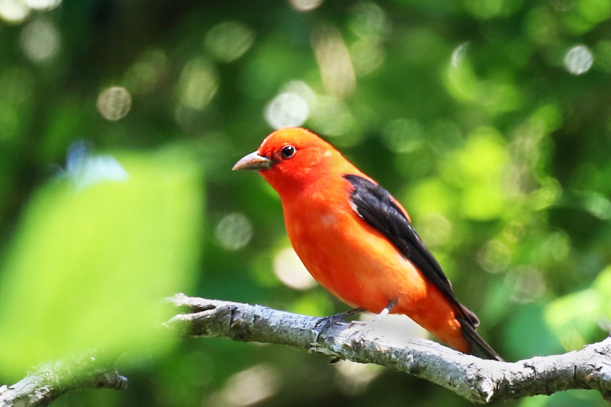 Scarlet Tanager - Dick Dionne