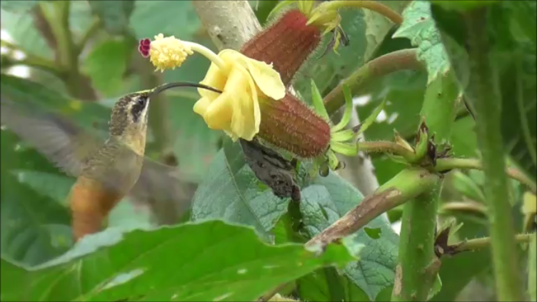 Ржавчатый колибри-отшельник - ML616978688
