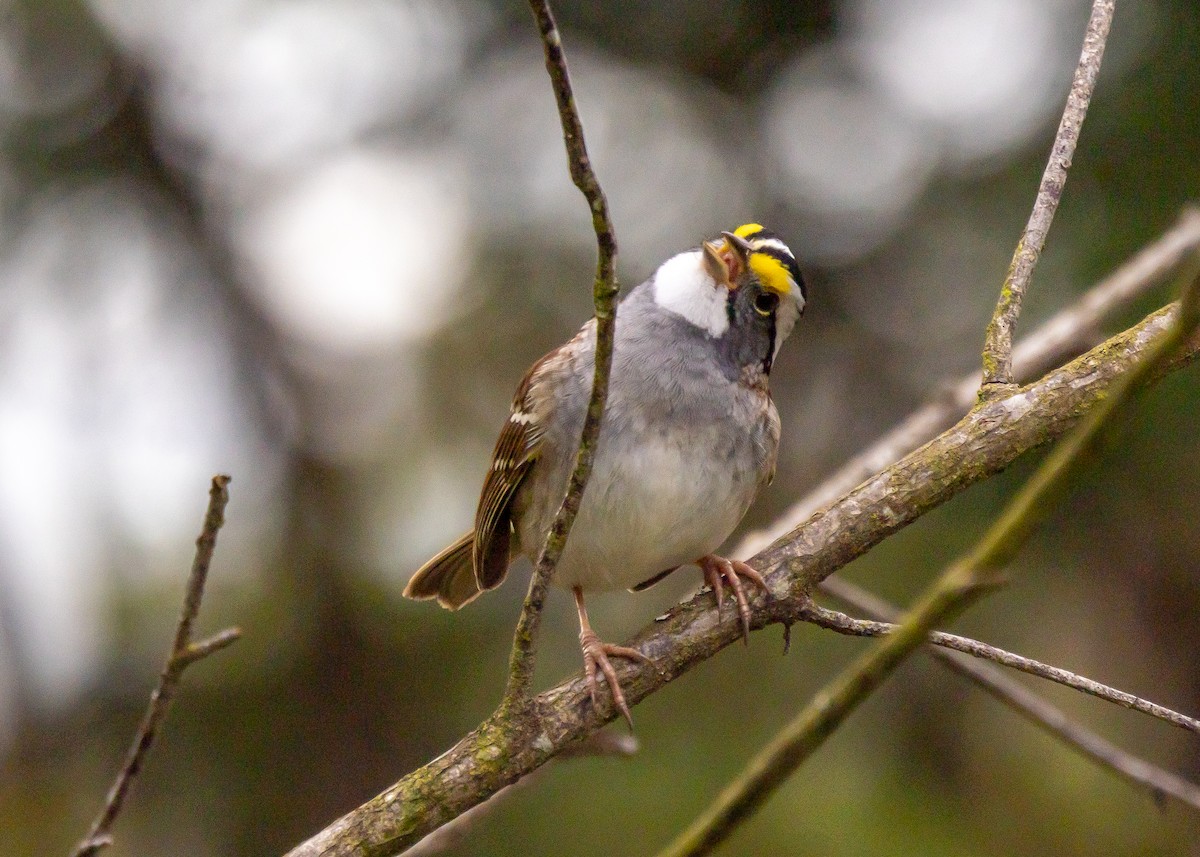 White-throated Sparrow - ML616978690