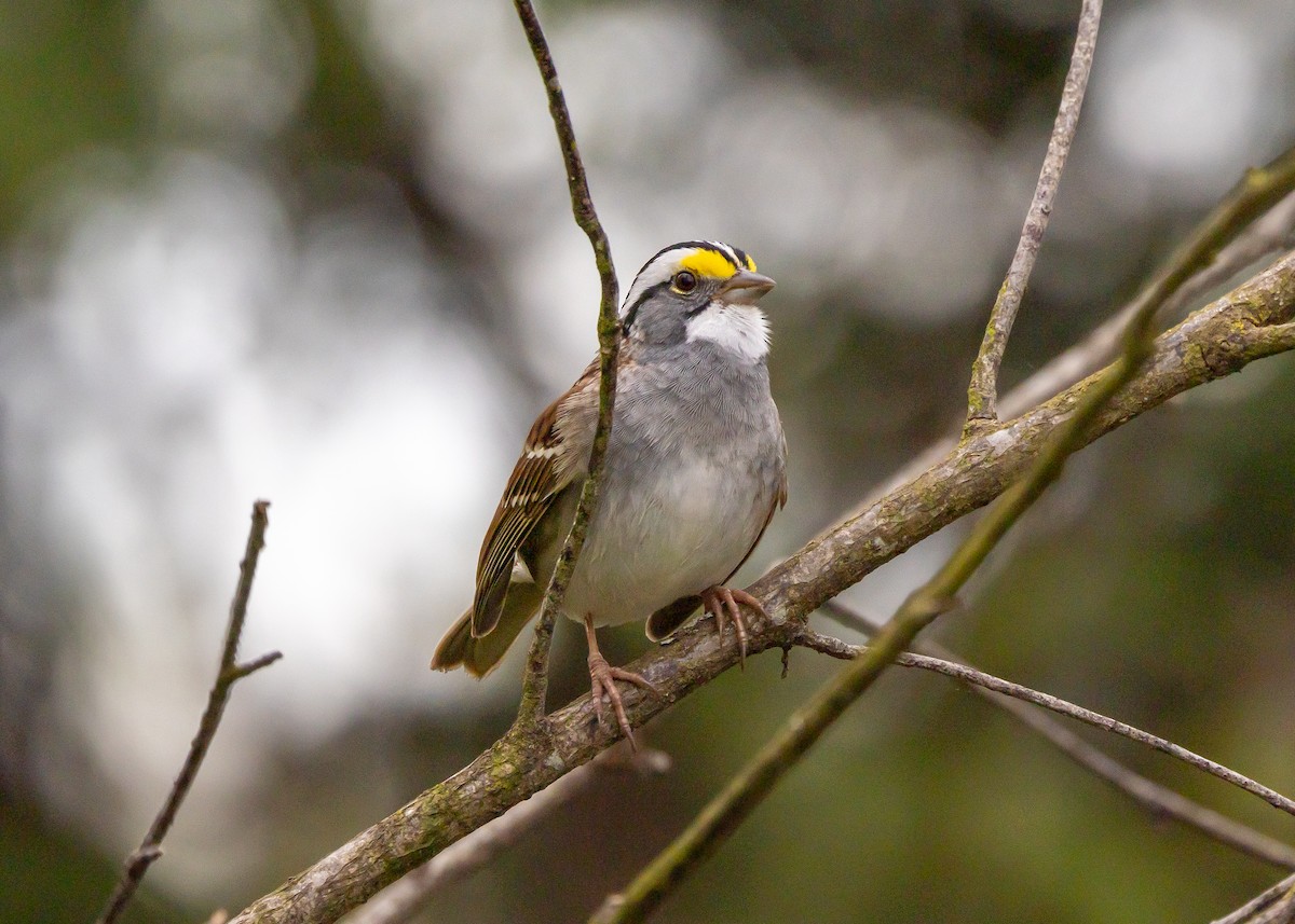 White-throated Sparrow - ML616978691
