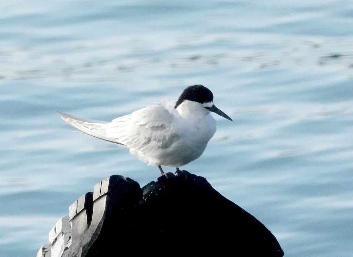 White-fronted Tern - ML616978740