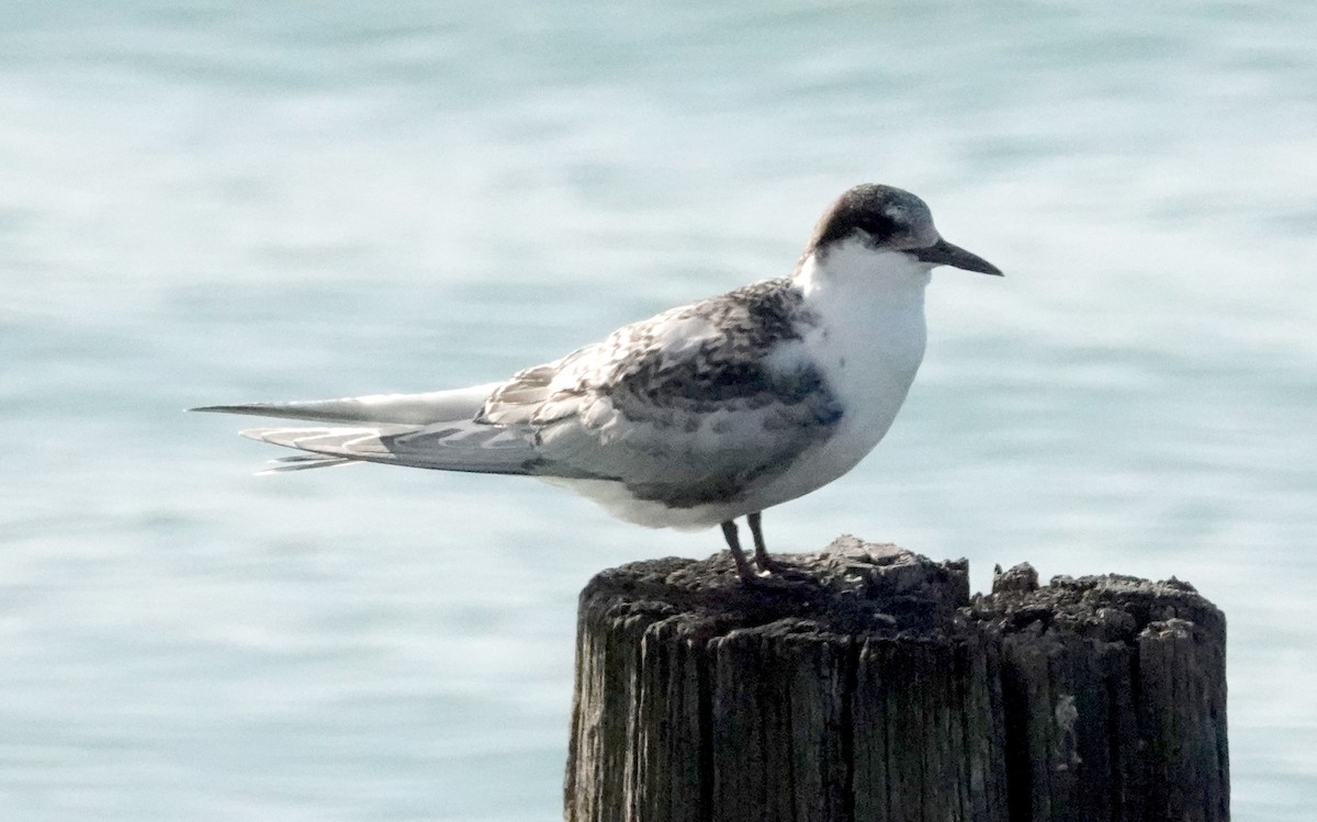 White-fronted Tern - ML616978741