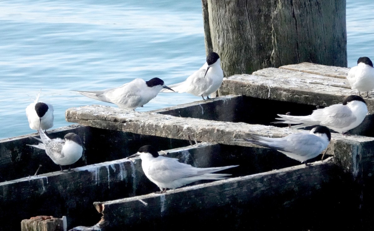 White-fronted Tern - ML616978742