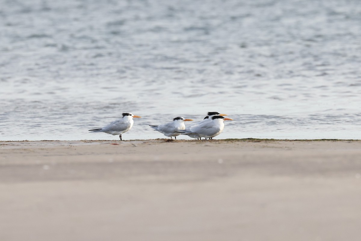 West African Crested Tern - ML616978819