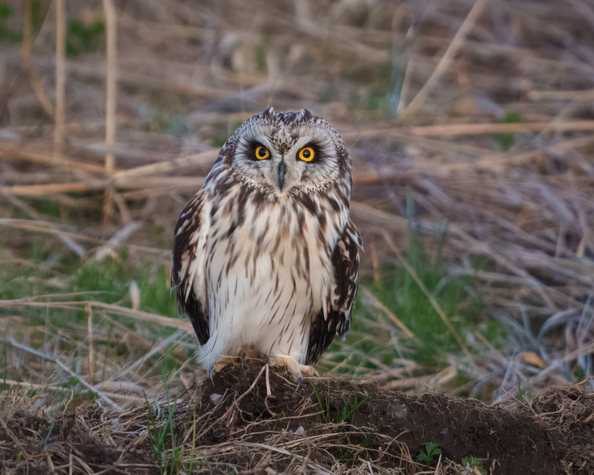Short-eared Owl - ML616978935