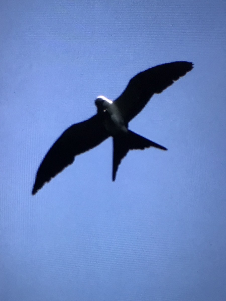 Swallow-tailed Kite - ML616978941