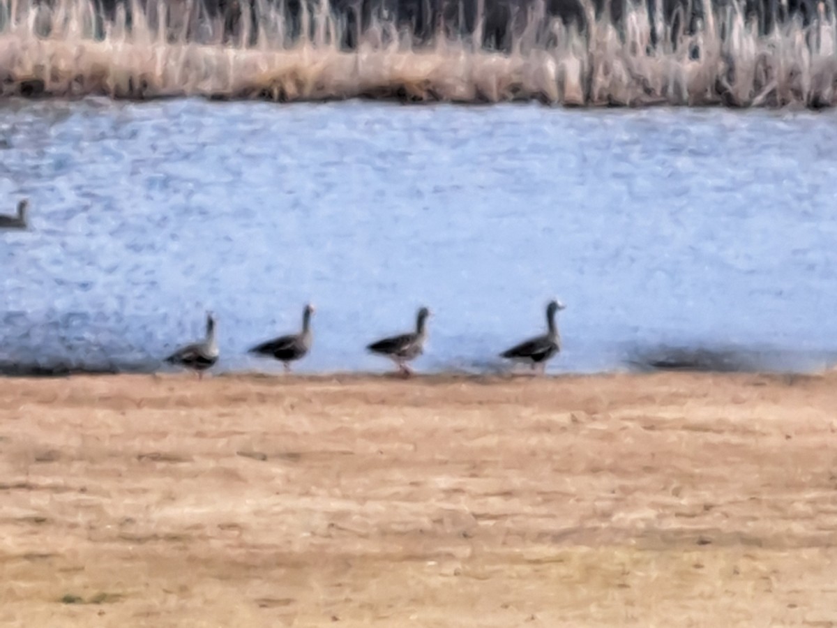 Greater White-fronted Goose - ML616978972