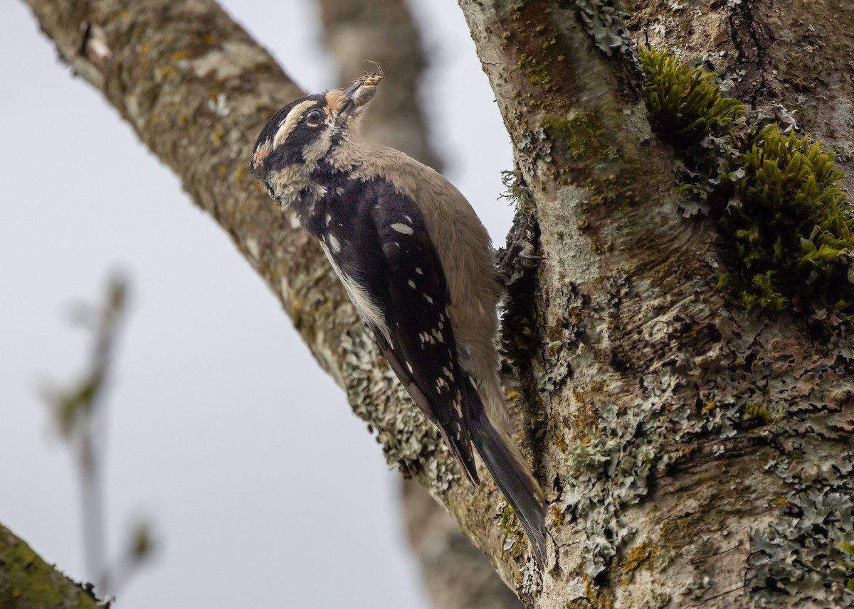 Downy Woodpecker (Pacific) - ML616978983