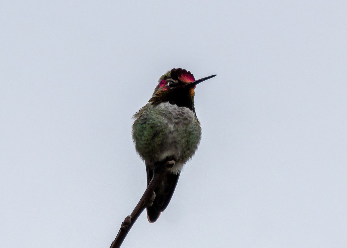 Anna's Hummingbird - ML616979000