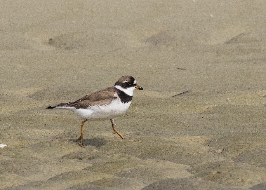 Semipalmated Plover - ML616979022