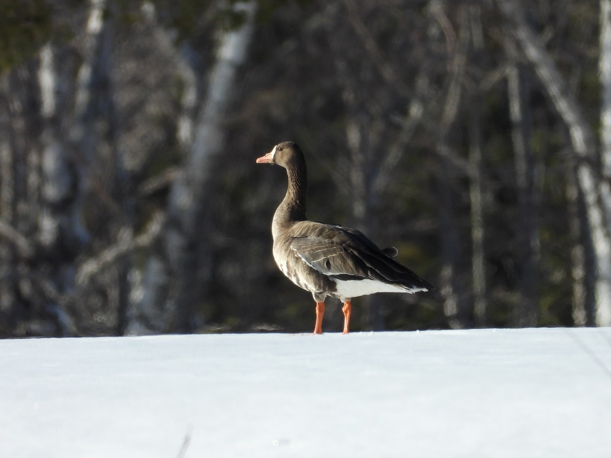 Greater White-fronted Goose - ML616979031
