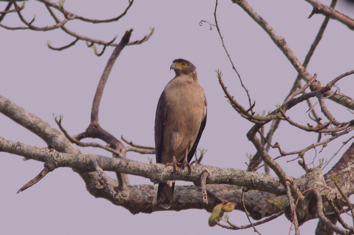 Crested Serpent-Eagle - ML616979059