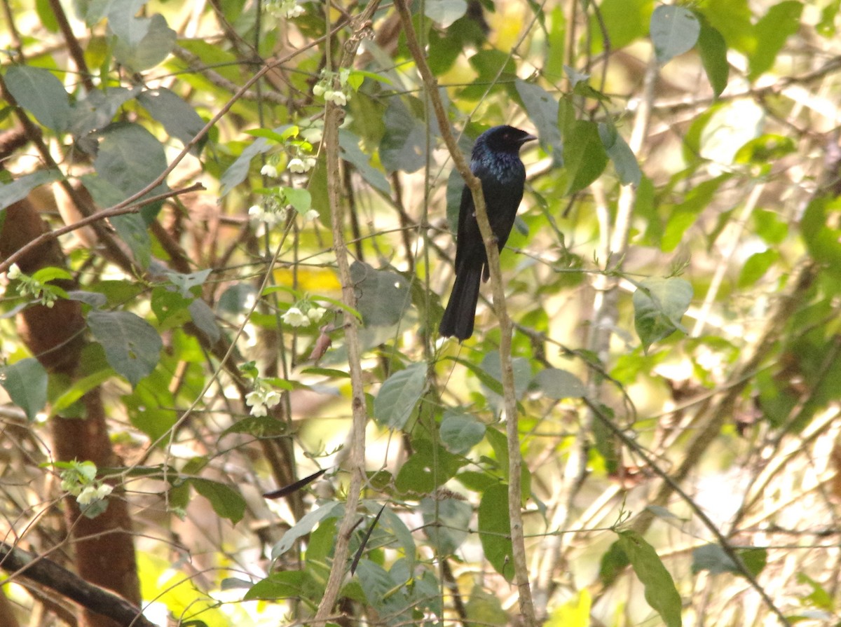 Lesser Racket-tailed Drongo - ML616979079