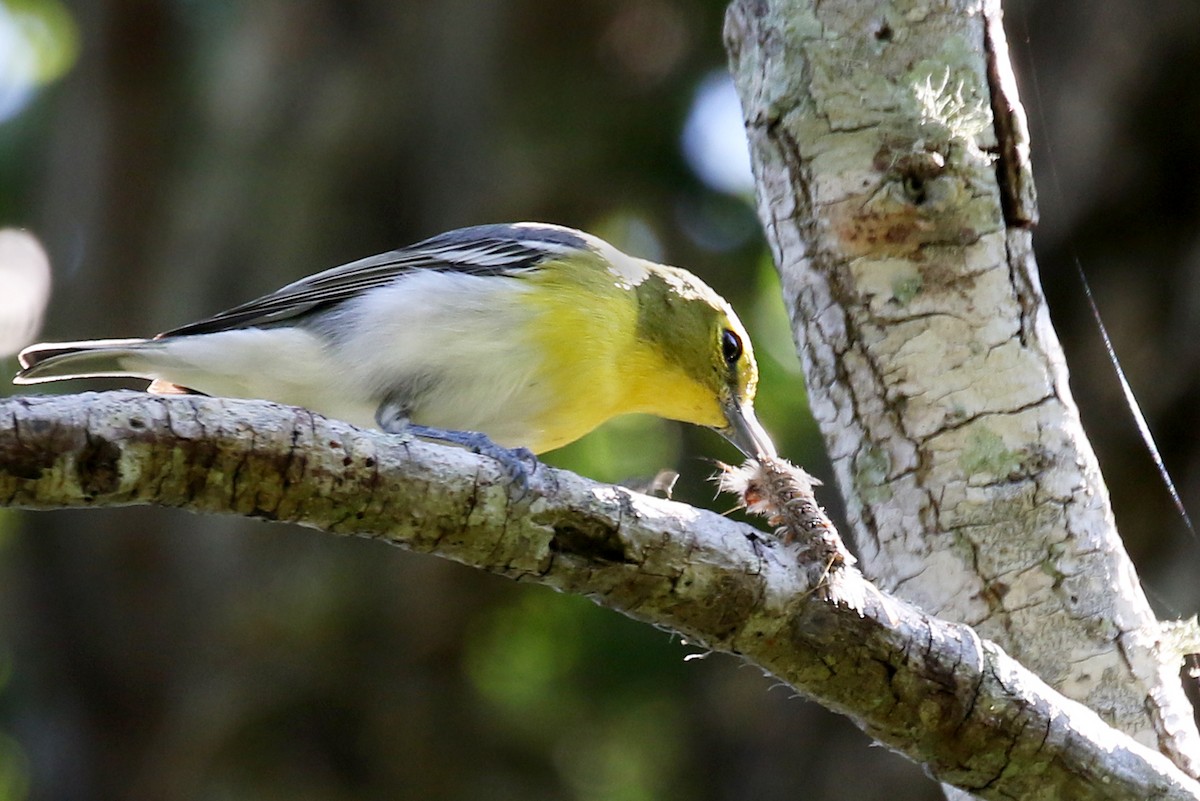 Yellow-throated Vireo - Dick Dionne
