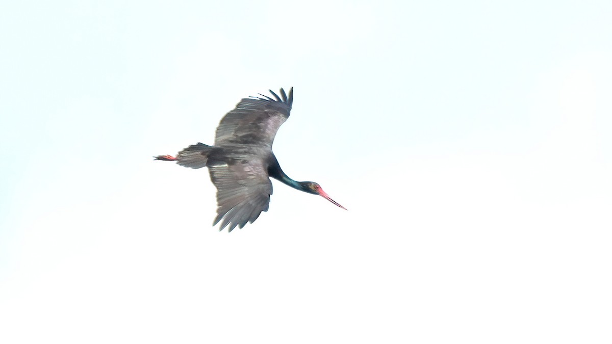 Black Stork - ML616979208