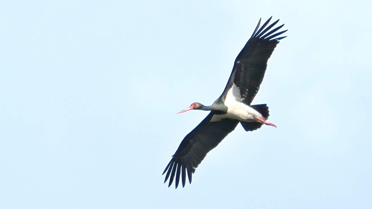 Black Stork - ML616979209