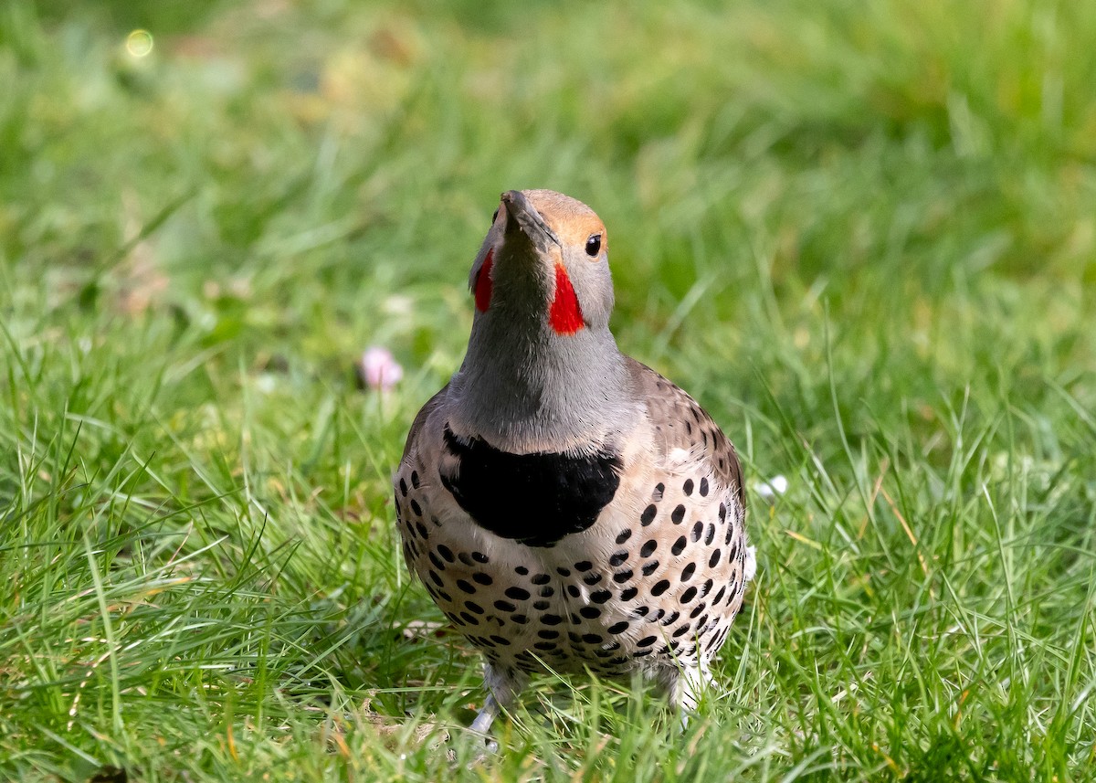 Northern Flicker (Red-shafted) - ML616979251
