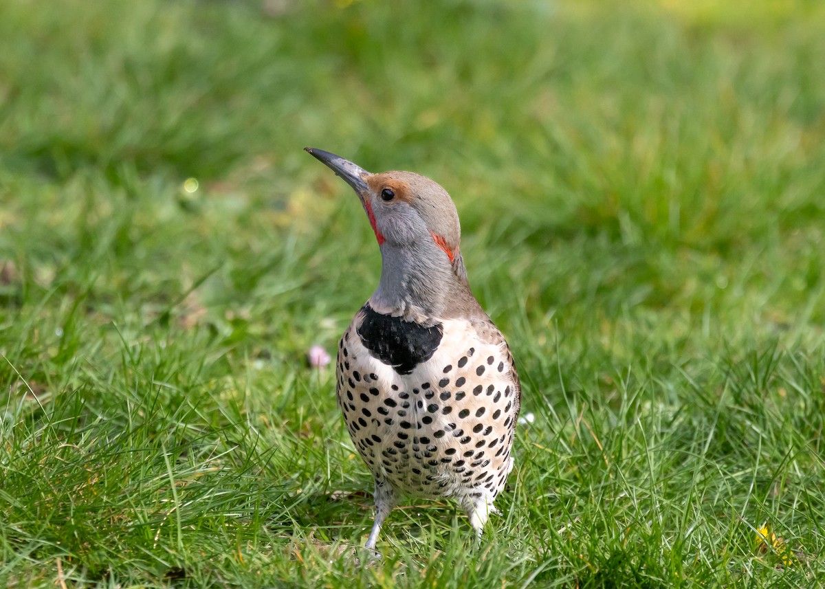 Northern Flicker (Red-shafted) - Ian Burgess