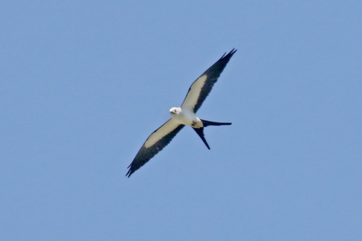 Swallow-tailed Kite - Dick Dionne