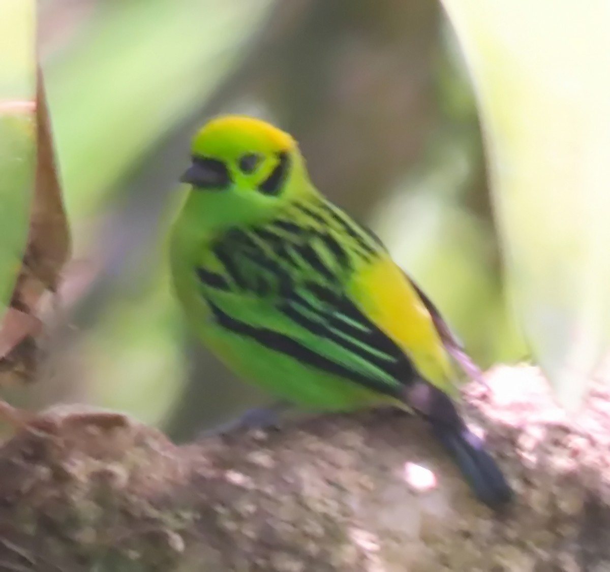 Emerald Tanager - ML616979471