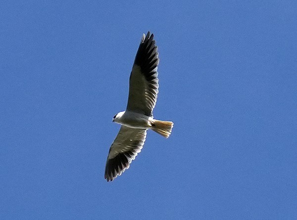 Black-winged Kite - Bushana Kalhara