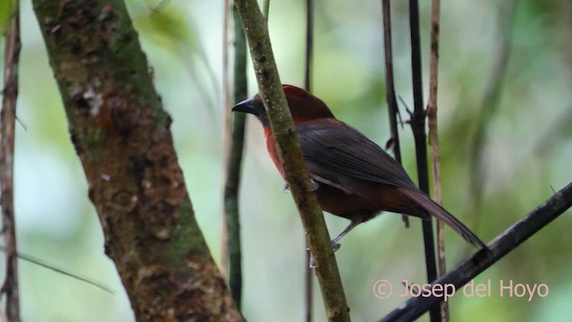 Red-throated Ant-Tanager (Red-throated) - ML616979612