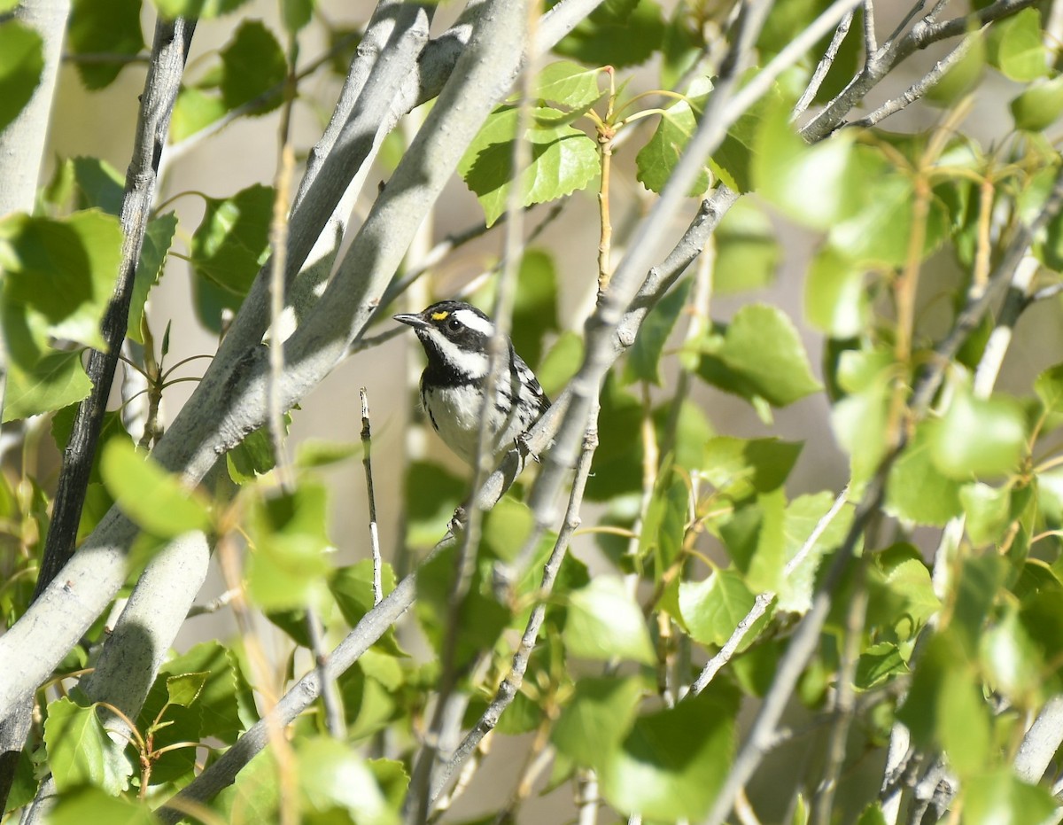 Black-throated Gray Warbler - ML616979757