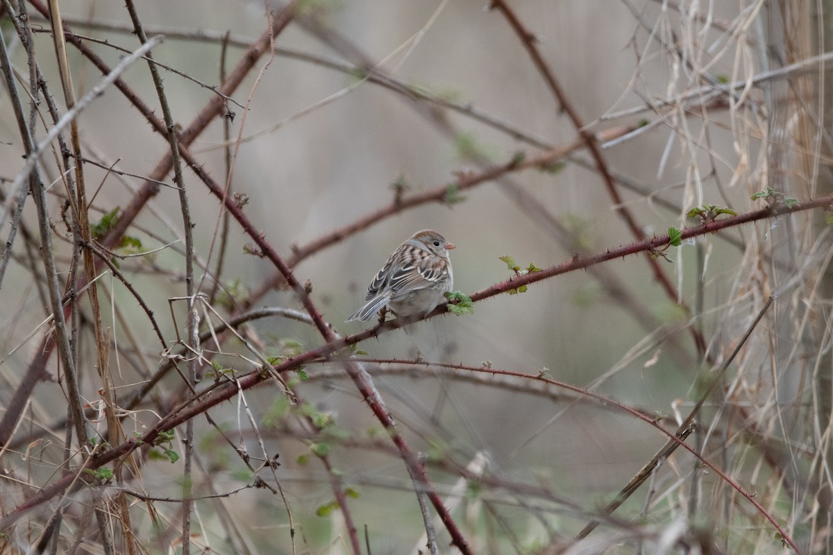 Field Sparrow - ML616979758