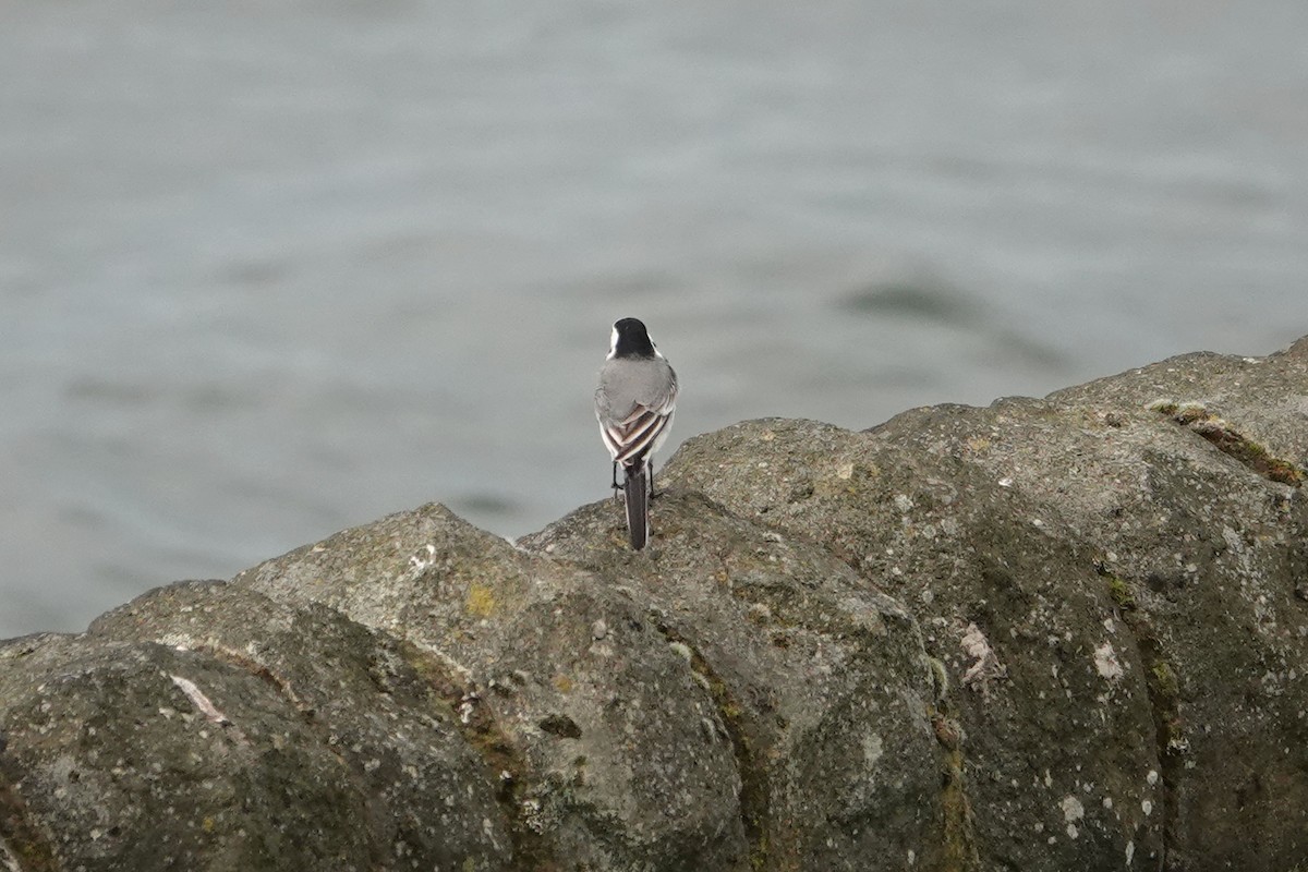 White Wagtail (White-faced) - ML616979806