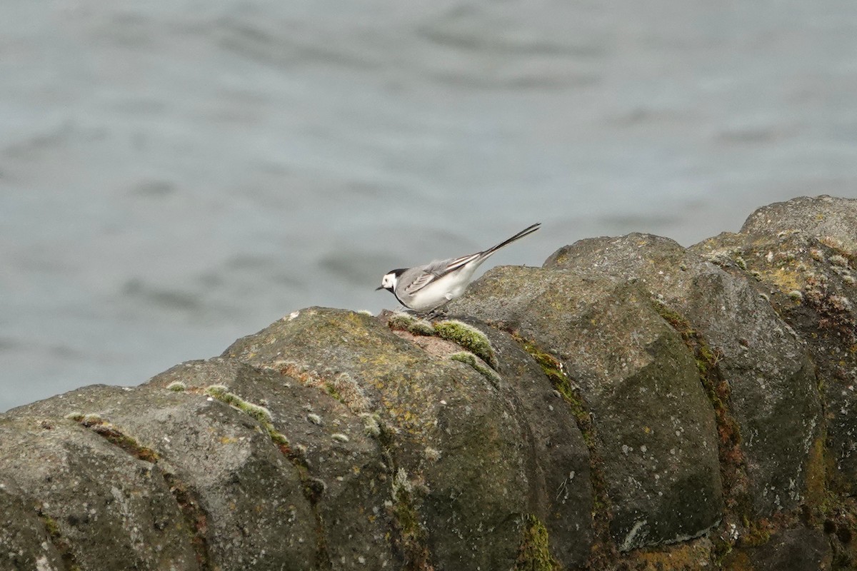 White Wagtail (White-faced) - ML616979808