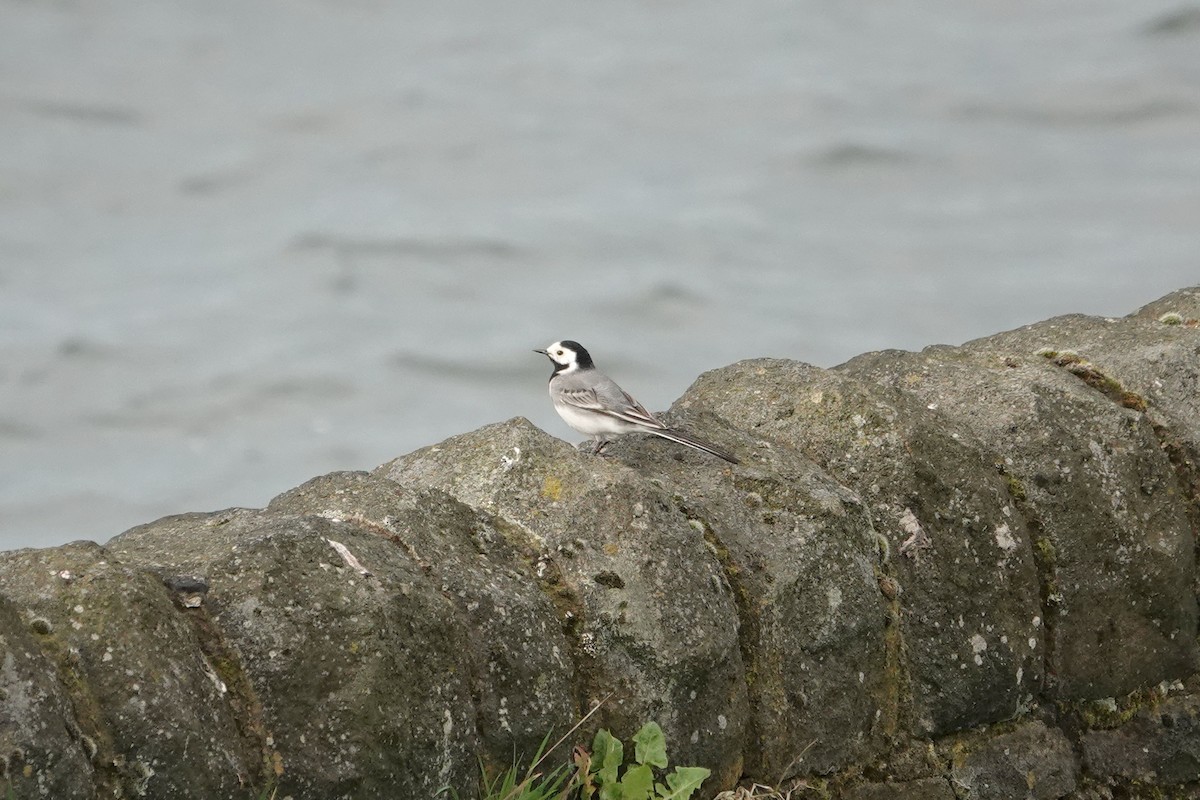 White Wagtail (White-faced) - ML616979809
