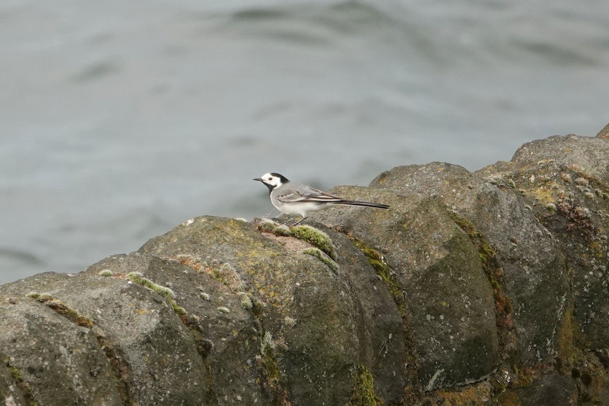White Wagtail (White-faced) - ML616979810