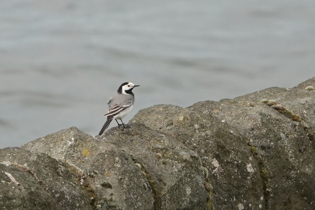 White Wagtail (White-faced) - ML616979811