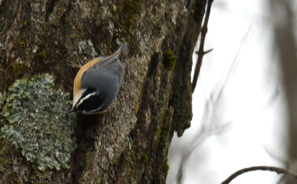 Red-breasted Nuthatch - Wilmer  Fernandez