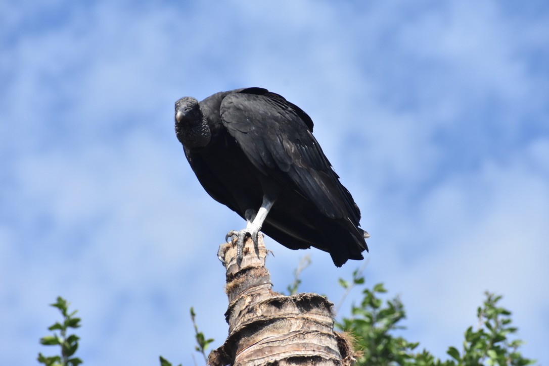 Black Vulture - ML616979858