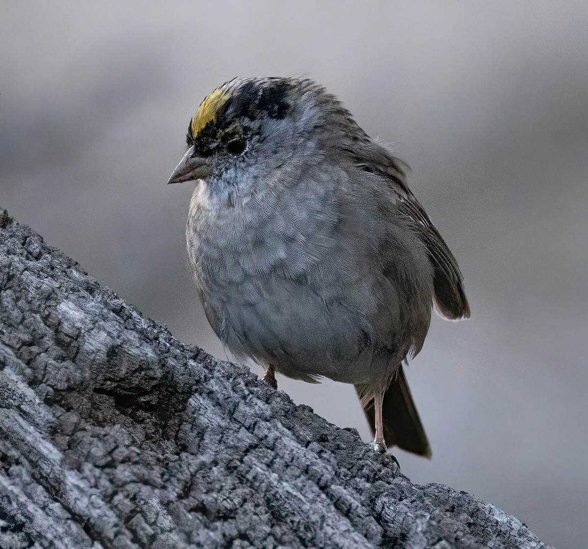Golden-crowned Sparrow - Bernat Garrigos