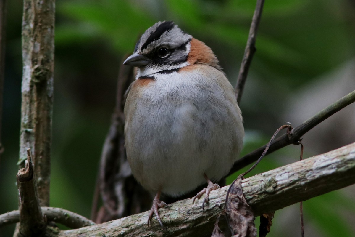 Rufous-collared Sparrow - Richard Dunn