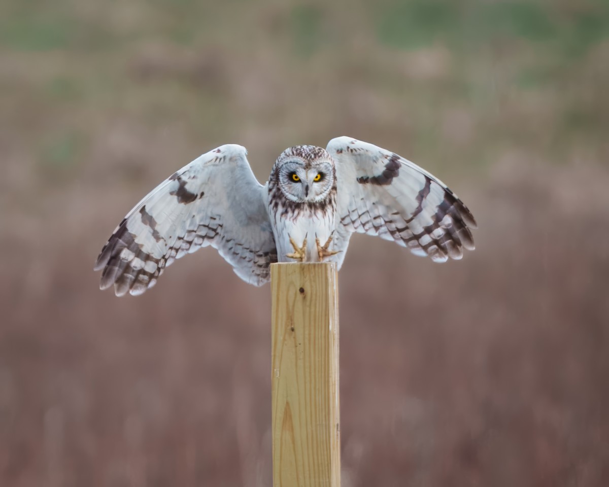 Short-eared Owl - ML616980470