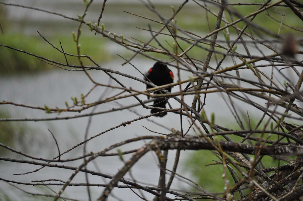 Red-winged Blackbird - ML616980518
