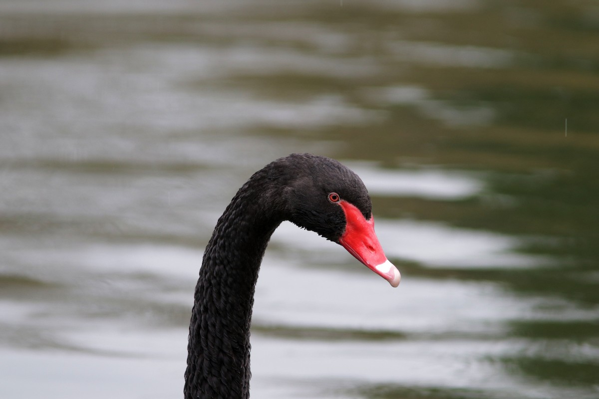 Black Swan - Richard Dunn
