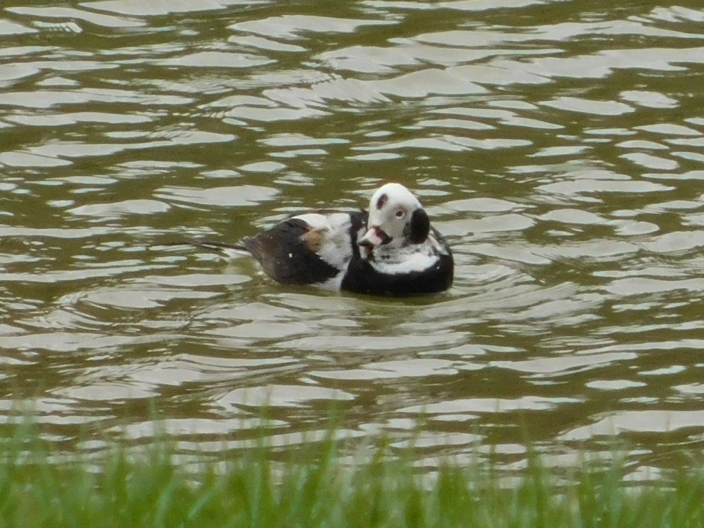 Long-tailed Duck - ML616980545